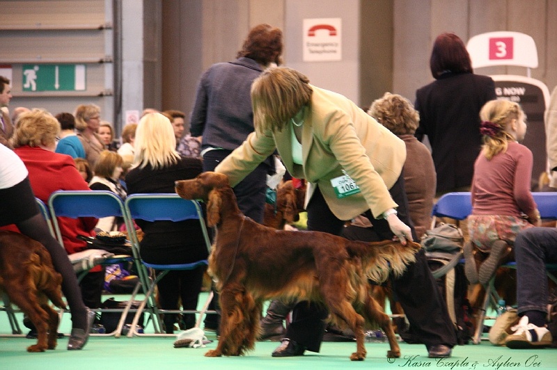 Crufts2011 891.jpg